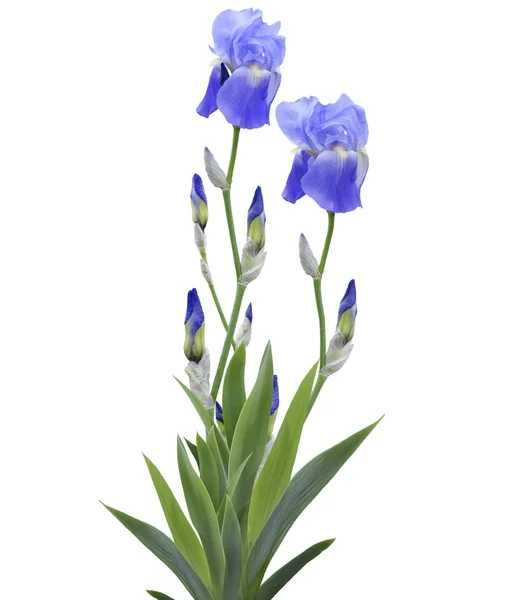 Flores de iris — Foto de Stock