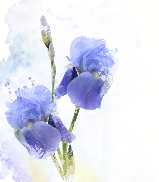 Iris bloemen aquarel — Stockfoto