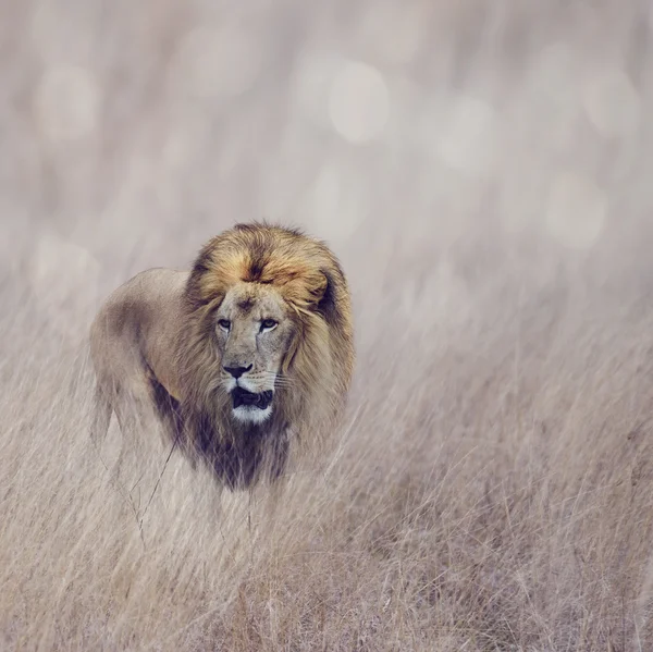 Aslan — Stok fotoğraf