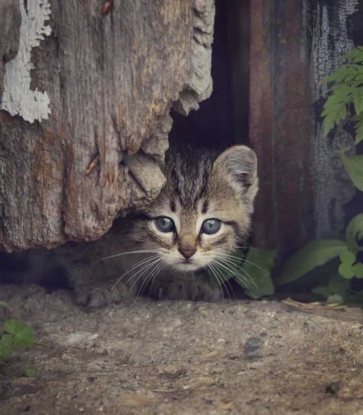 Evsiz kitty — Stok fotoğraf