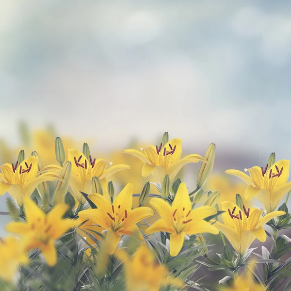 Fiori di giglio giallo — Foto Stock