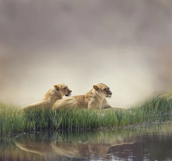Vrouwelijke leeuwen — Stockfoto
