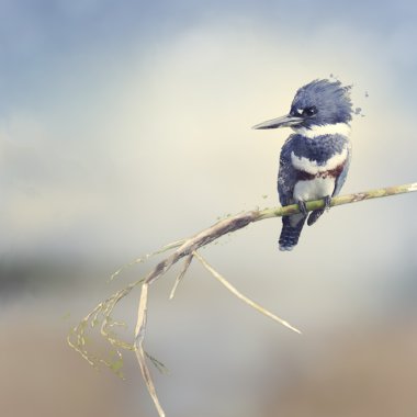 Kuşaklı Kingfisher suluboya