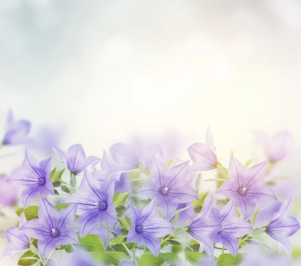 Blue Bell Flowers — Stock Photo, Image