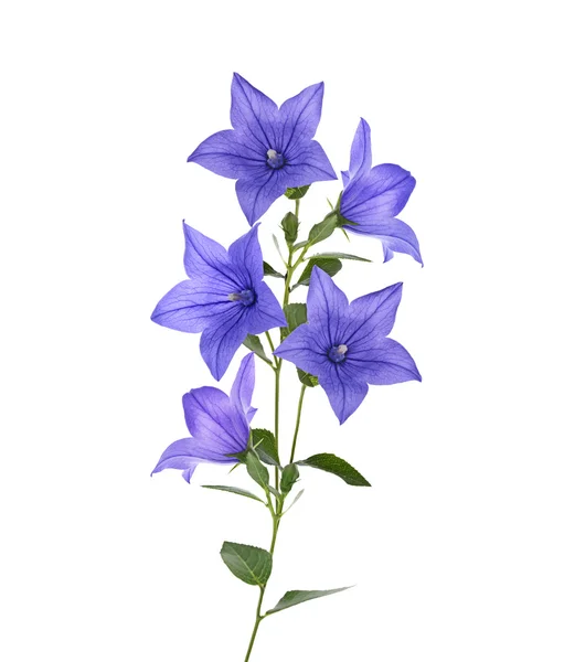 Flor azul sino — Fotografia de Stock