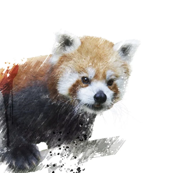 Acuarela Panda Roja — Foto de Stock