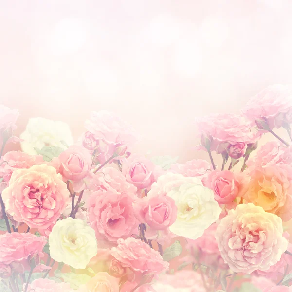 Róże tło — Zdjęcie stockowe