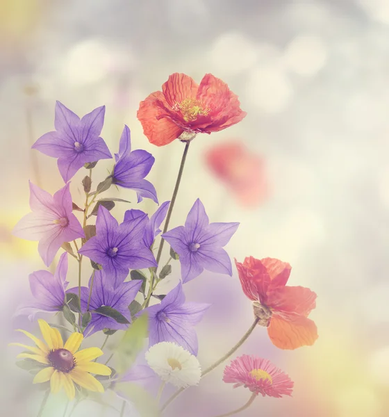Flor de flores — Fotografia de Stock