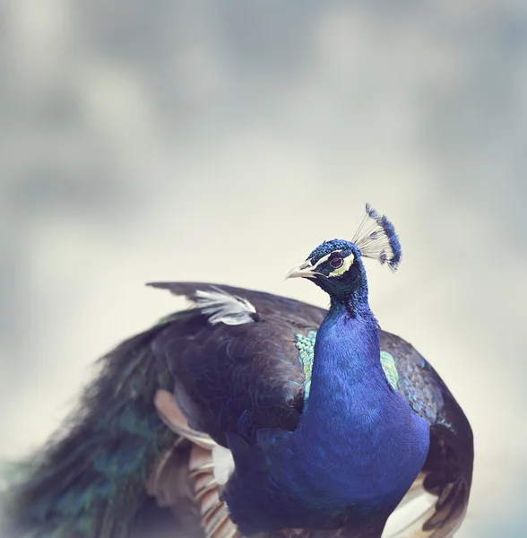 Pavão bonito — Fotografia de Stock