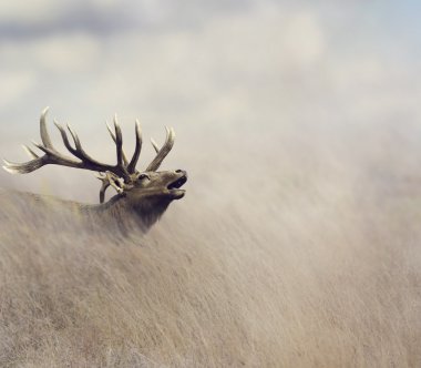 Boğa elk