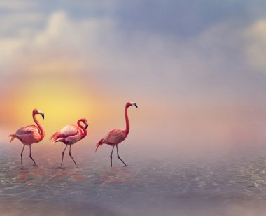 Flamingo kuşları