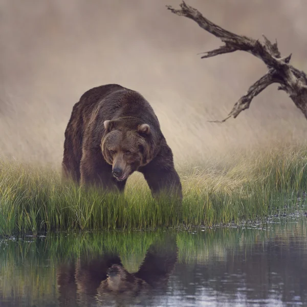 Urso-pardo — Fotografia de Stock