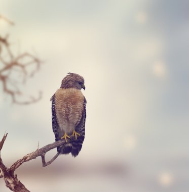 Kırmızı omuzlu Şahin 