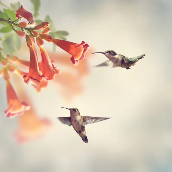 Ruby Throated Hummingbirds — Stock Photo, Image