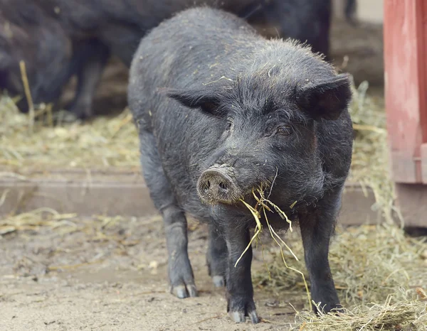 Zwarte varken — Stockfoto