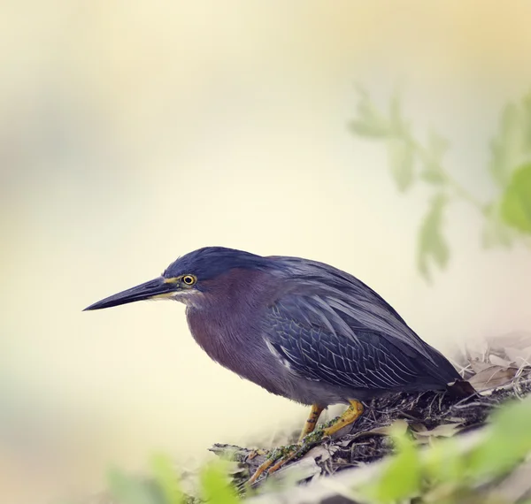 Gröna hägern — Stockfoto