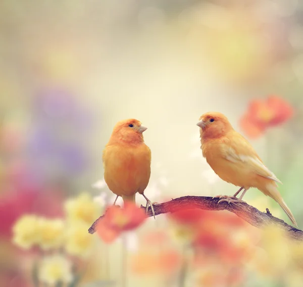 Жовтий птахів в саду — стокове фото