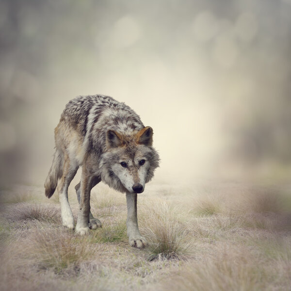 Portrait of Gray Wolf Walking