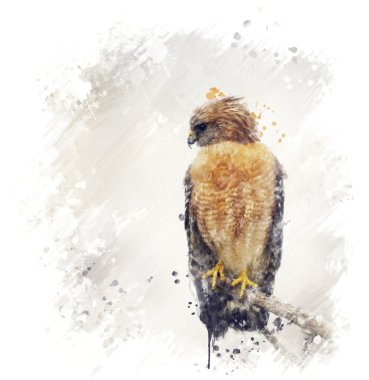 Red Shouldered Hawk Watercolor clipart