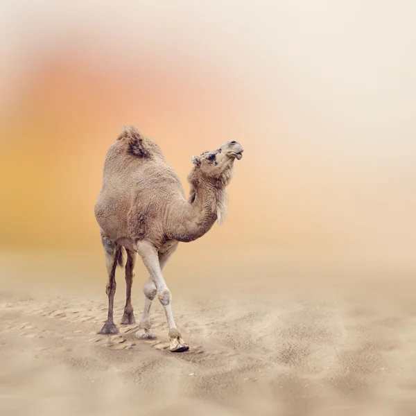 Single-humped kameel — Stockfoto