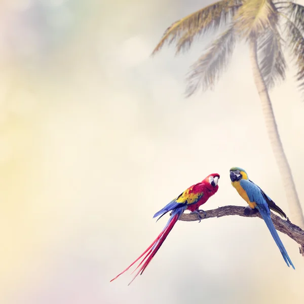 Two Parrots — Stock Photo, Image