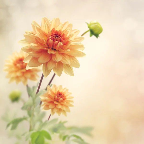 Dahlienblüten — Stockfoto