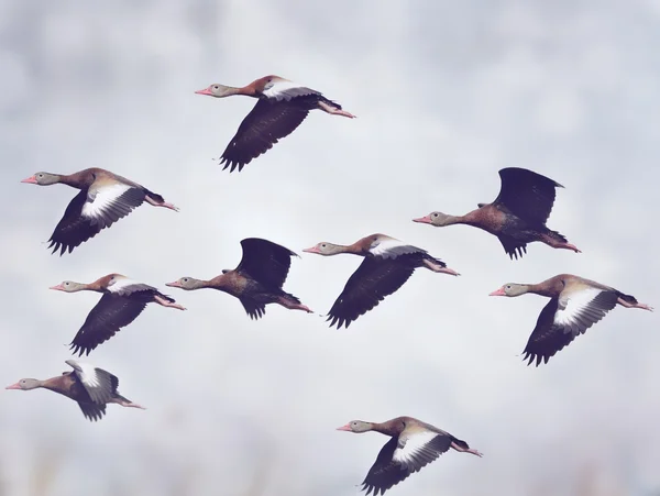 Bando de patos — Fotografia de Stock