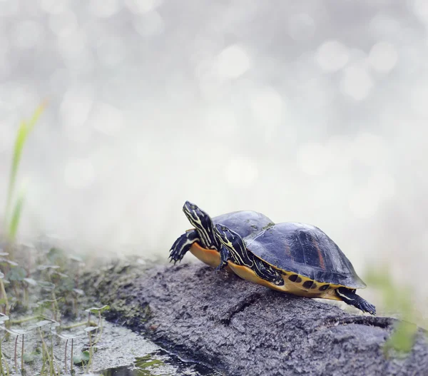 Florida Cooter Turtles — Stock Photo, Image