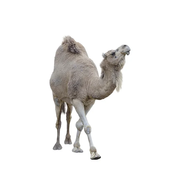 Сингл горбаті верблюд — стокове фото