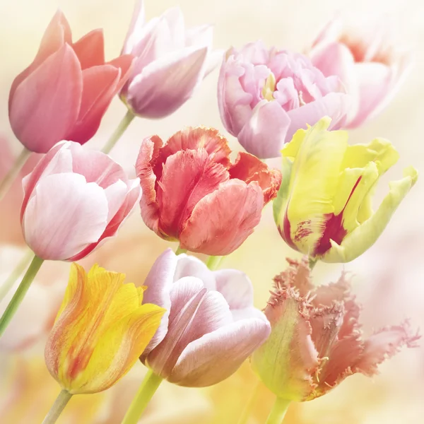 Tulpaner Blommor — Stockfoto