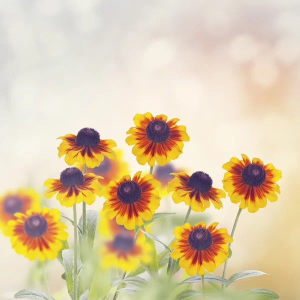 Rudbeckia kwiaty daisy — Zdjęcie stockowe