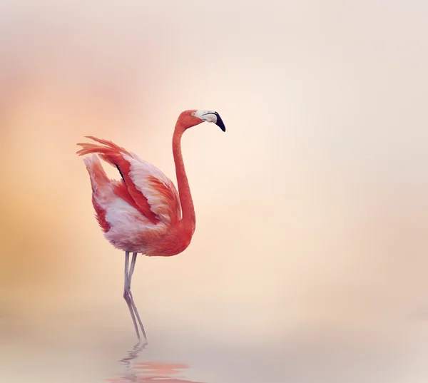 Flamenco rosa — Foto de Stock
