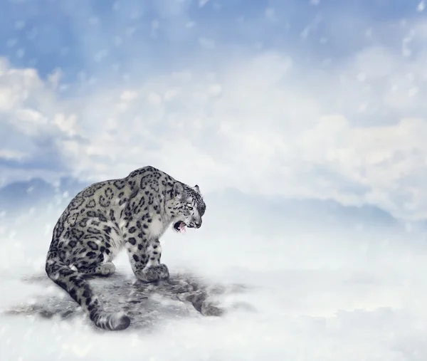 Kar Leoparı — Stok fotoğraf