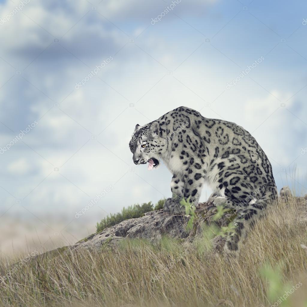 Snow Leopard — Stock Photo © svetas #84442116