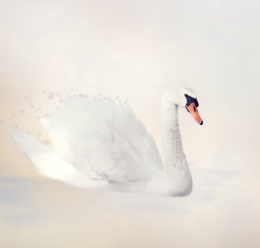 Beyaz Kuğu suluboya