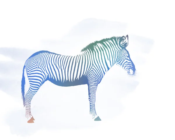 Zebra akwarela — Zdjęcie stockowe