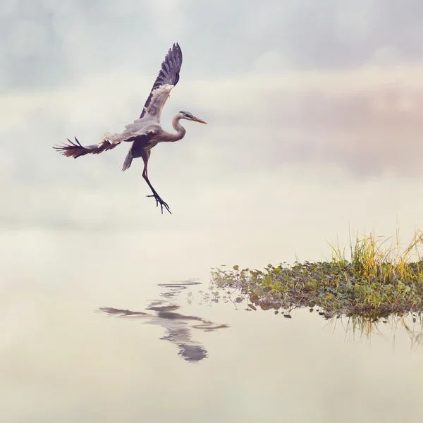 Velká modrá volavka za letu — Stock fotografie