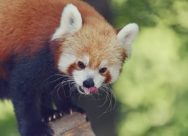 Retrato de panda vermelha — Fotografia de Stock