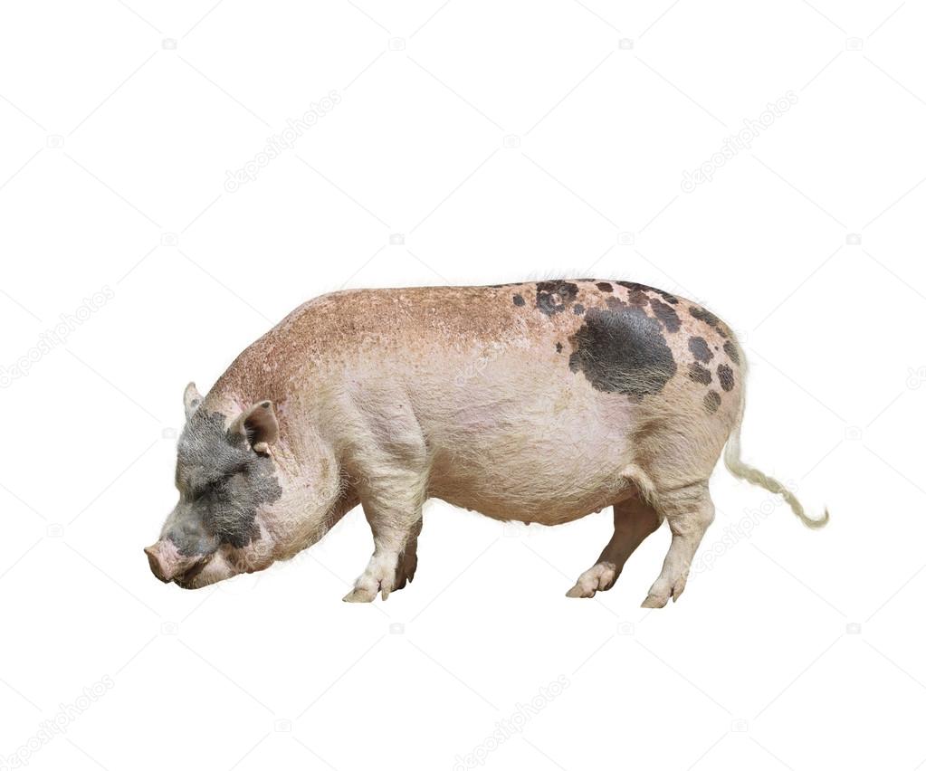 Farm Pig isolated