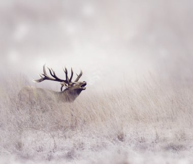 Elk in Winter  clipart