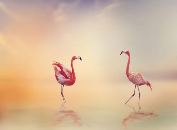 Deux flamants roses au coucher du soleil — Photo