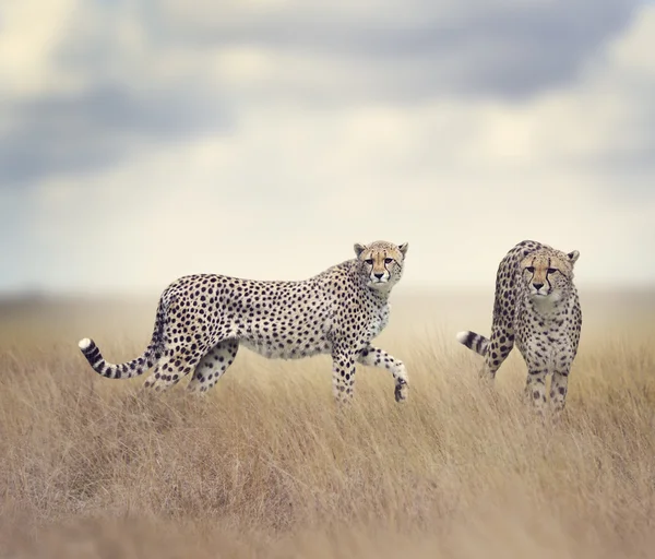 Dwa gepardy spaceru — Zdjęcie stockowe