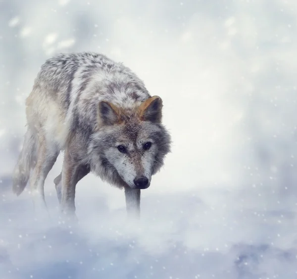 Lobo no tempo de inverno — Fotografia de Stock