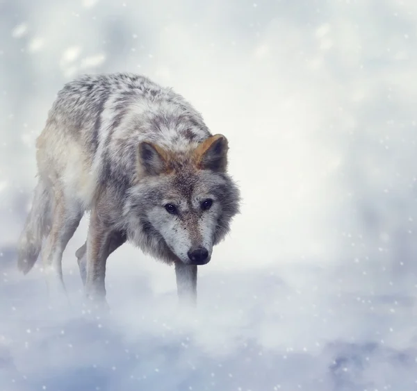 Wolf in de winter — Stockfoto