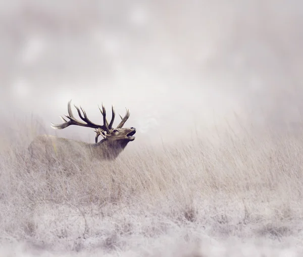 Alce no inverno — Fotografia de Stock