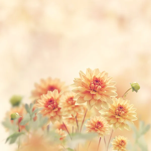 Dahlienblüten blühen — Stockfoto