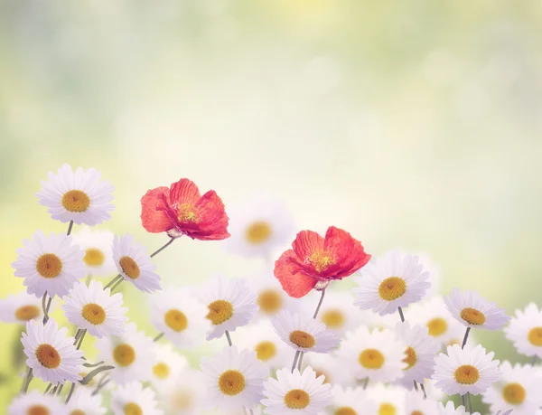 デイジーとポピーの花 — ストック写真