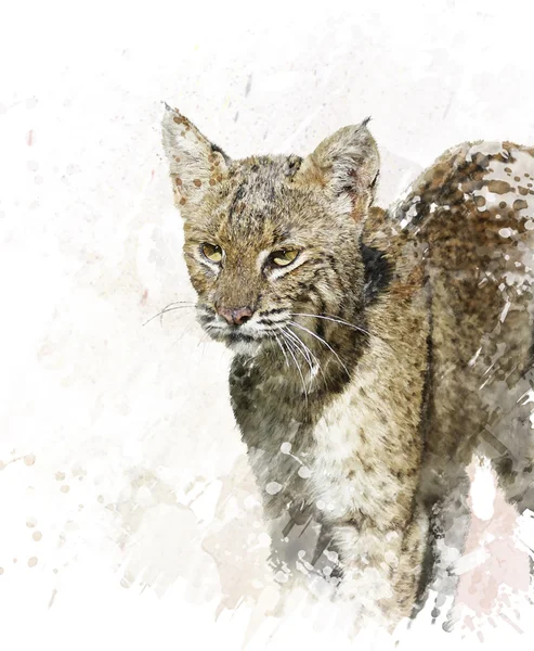 Bobcat portre suluboya — Stok fotoğraf