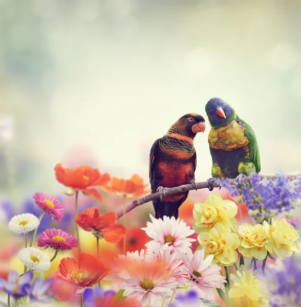 Παπαγάλοι ουράνιο τόξο (το ουράνιο τόξο Lorikeet) — Φωτογραφία Αρχείου