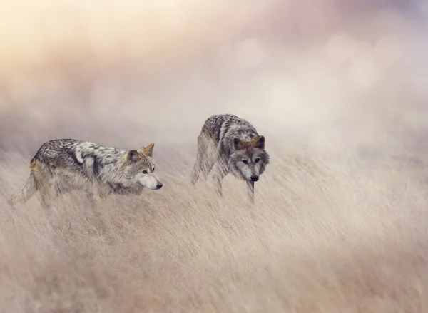 Twee wolven in hoog gras — Stockfoto